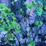 Colour:C