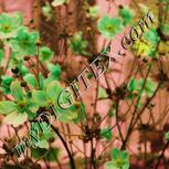 Colour:D