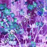 Colour:F
