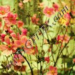 Colour:J