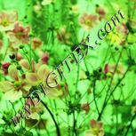 Colour:K