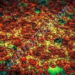 Colour:J