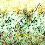 Colour:K