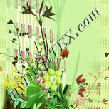 Colour:K