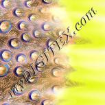 Colour:F