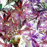 Colour:C