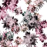 Colour:B