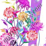 Colour:B