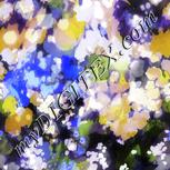 Colour:F