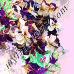 Colour:B