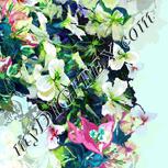 Colour:C