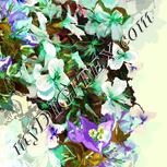 Colour:D