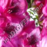 Colour:A