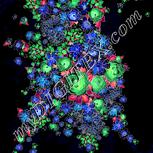 Colour:F