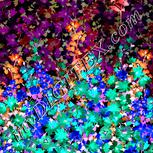Colour:F