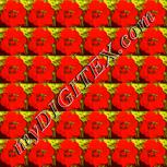Colour:K