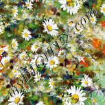 Colour:A