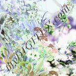 Colour:C