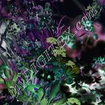 Colour:F