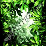 Colour:K