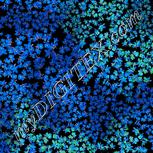Colour:F