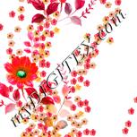 Colour:B