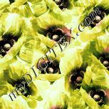 Colour:K