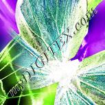 Colour:C
