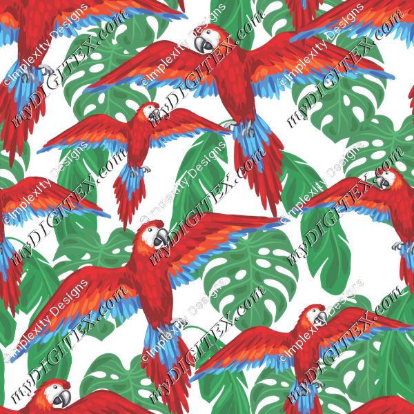 Parrots (on white)