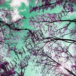 Colour:B