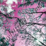 Colour:C