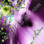 Colour:C