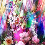 Colour:B