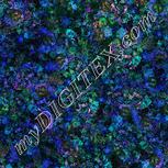 Colour:F
