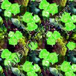 Colour:F