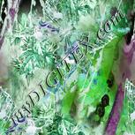 Colour:C