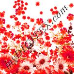 Colour:J