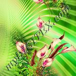 Colour:K
