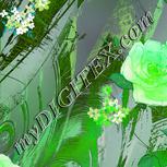Colour:F