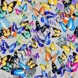 Colour:A