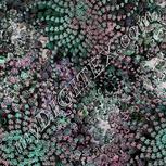 Colour:C