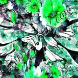 Colour:C