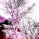 Colour:B