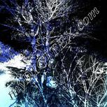Colour:F