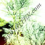 Colour:K