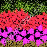 Colour:F