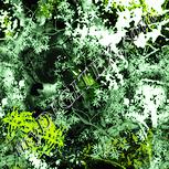 Colour:K