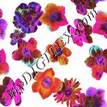 Colour:B