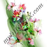 Colour:C