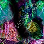 Colour:F